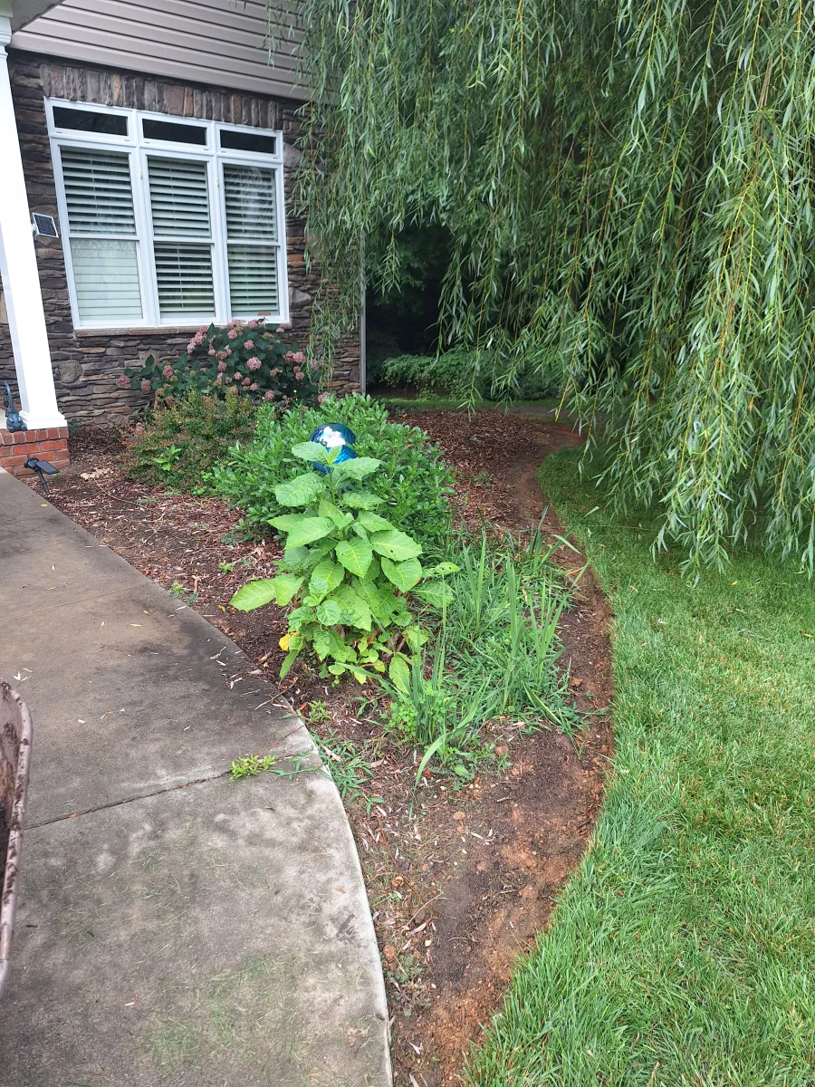 overgrown flower bed with weeds before cleaning Mocksville NC