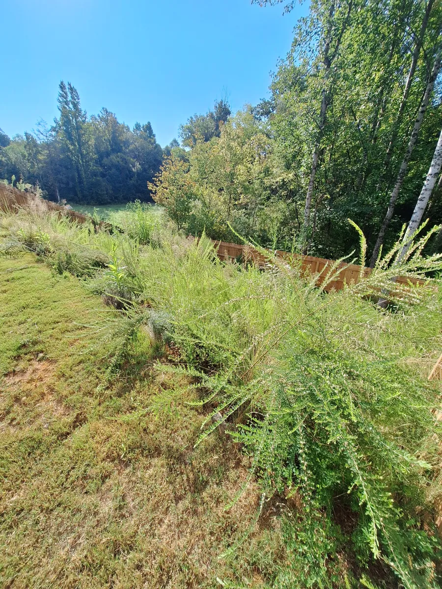 Brush Clearing Before