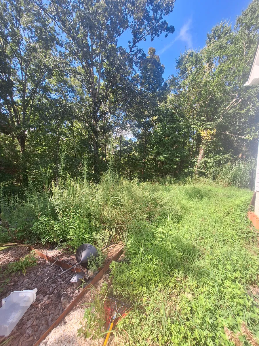 Brush Clearing Before